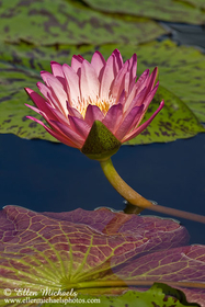 Water Lily