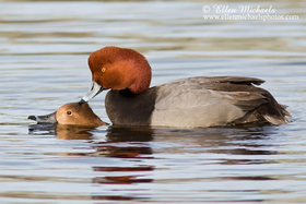 Redhead (mating)