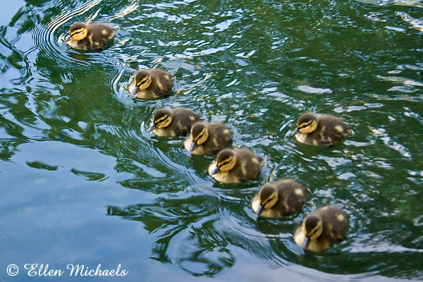 Mallard Ducklings