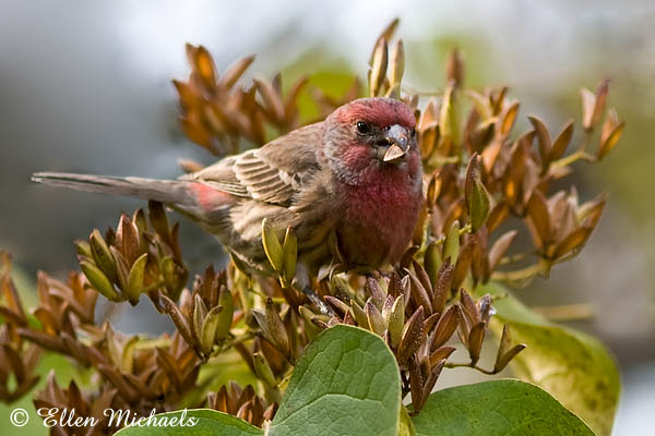 House Finch
