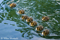 Mallard Ducklings