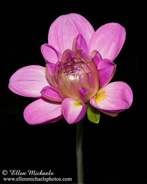 Dahlia - Asteraceae