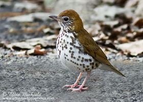 Wood Thrush