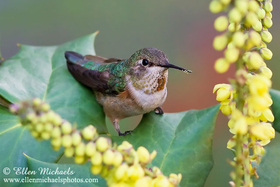 Rufous Hummingbird