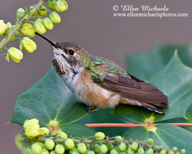 Rufous Hummingbird