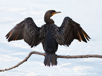 Double-crested Cormorant