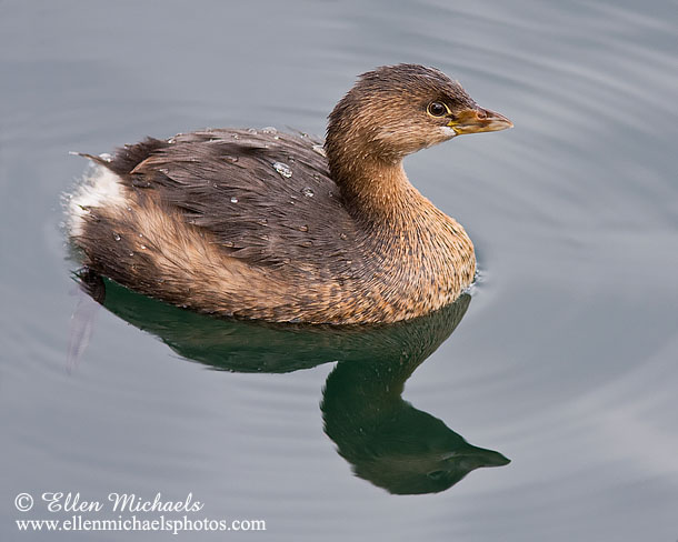 Pied-billed Grebe