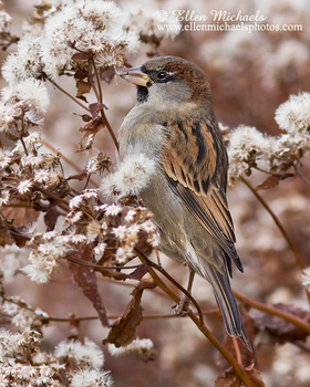 House Sparrow