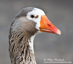 Greylag x Domestic Goose