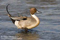 [color=#ccccff]Northern Pintail
