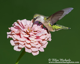Ruby-throated Hummingbird