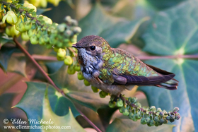 Rufous Hummingbird