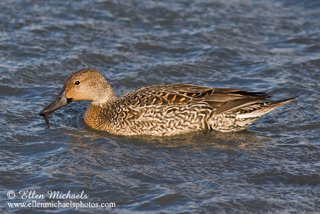 Northern Pintail (female)
