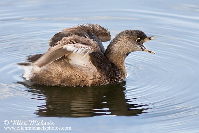 Pied-billed Grebe