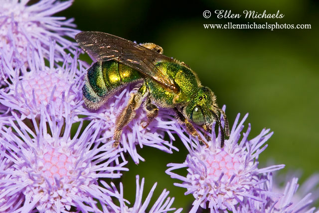 Striped Sweat Bee - Agapostemon