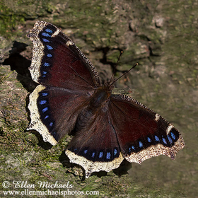 [color=#ccccff]Mourning Cloak - Nymphalis antiopa