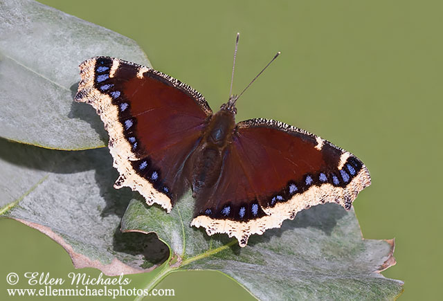 Mourning Cloak - Nymphalis antiopa