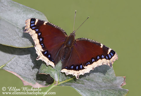 Mourning Cloak - Nymphalis antiopa