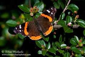 Red Admiral Butterfly - Vanessa atalanta