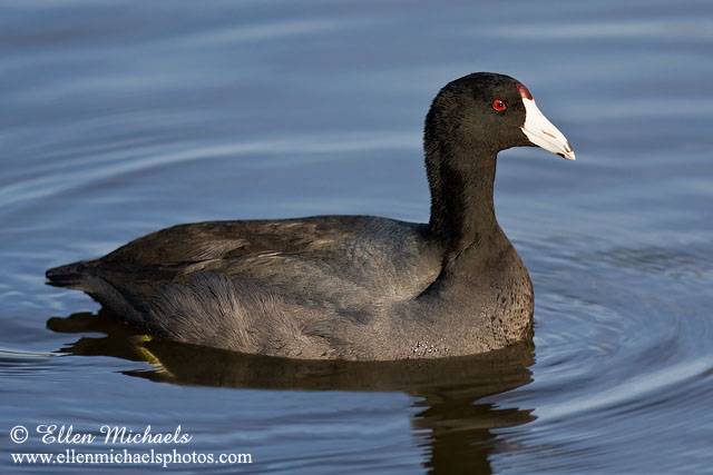 American Coot