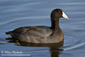 American Coot