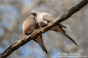 Mourning Dove