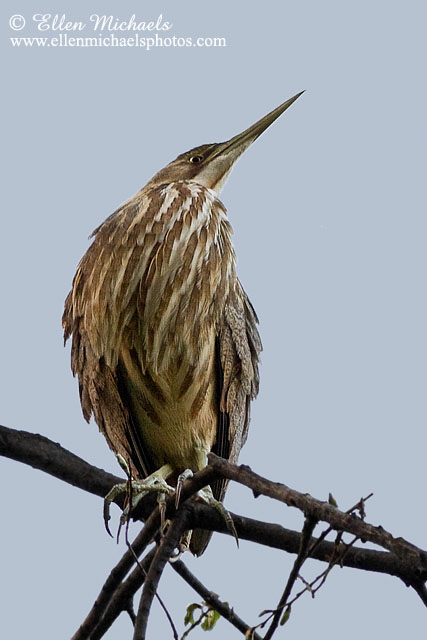 American Bittern