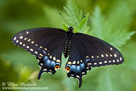 [color=#ccccff]Black Swallowtail - Papilio polyxenes