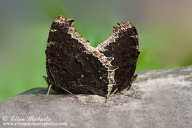 Mourning Cloak (mating) - Nymphalis antiopa