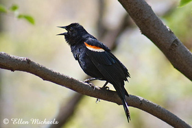 [color=#ccccff]Red-winged Blackbird