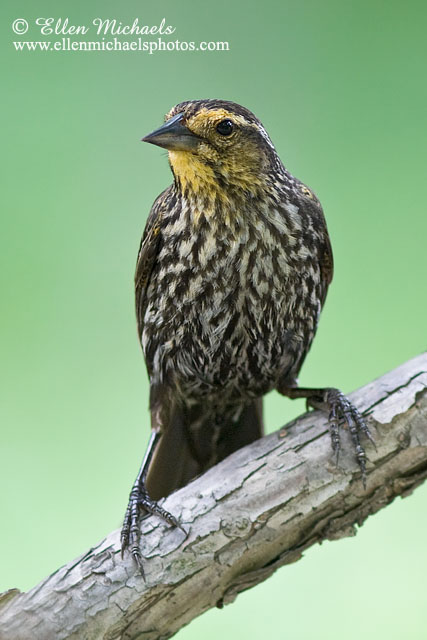 Red-winged Blackbird (female)