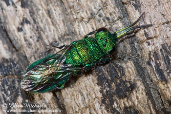 Cuckoo Wasp - Chrysura
