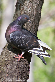 Rock Pigeon (Rock Dove)