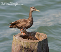 American Black Duck w/chick