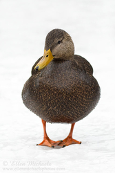 [color=#ccccff]American Black Duck