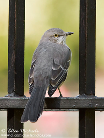 Northern Mockingbird