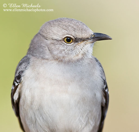 Northern Mockingbird