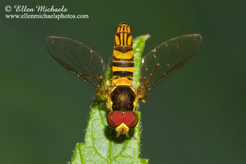 Common Oblique Syrphid - Allograpta obliqua