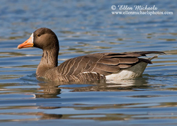 Greater White-fronted Goose