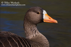 [color=#ccccff]Greater White-fronted Goose