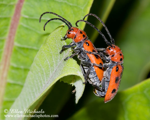Red Milkweed Beetle - Tetraopes tetrophthalmus