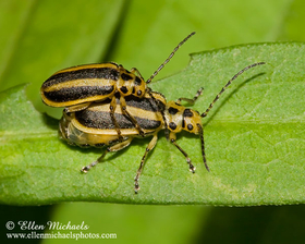 Skeletonizing Leaf Beetle (mating)