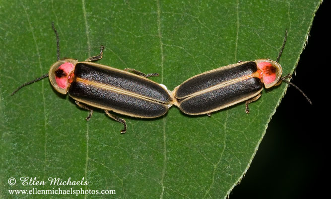 Common Eastern Firefly - Photinus pyralis