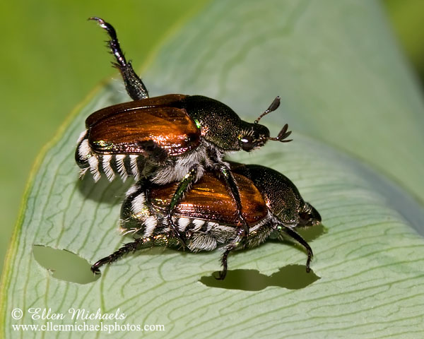 Japanese Beetle - Popillia japonica