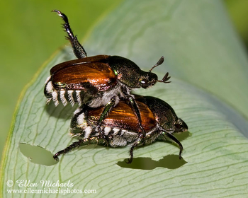 Japanese Beetle - Popillia japonica