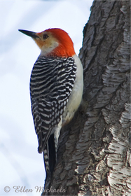Red-bellied Woodpecker