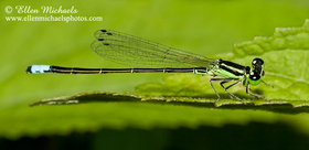 Eastern Forktail - Ischnura verticalis