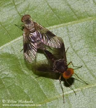 Snipe Fly (mating) - Chrysopilus quadratus