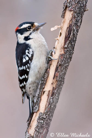 [color=#ccccff]Central Park Woodpeckers