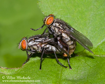 Flesh Fly - Sarcophaga